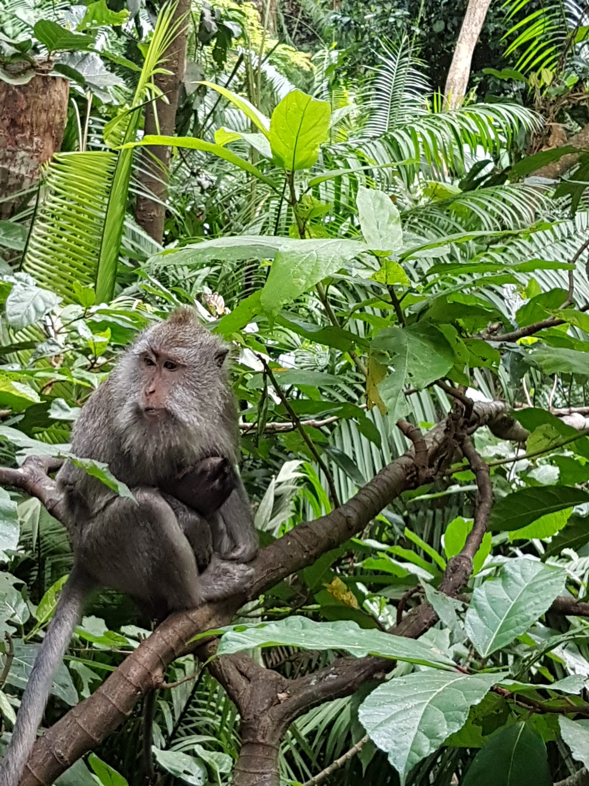 Monkeyforrest Ubud