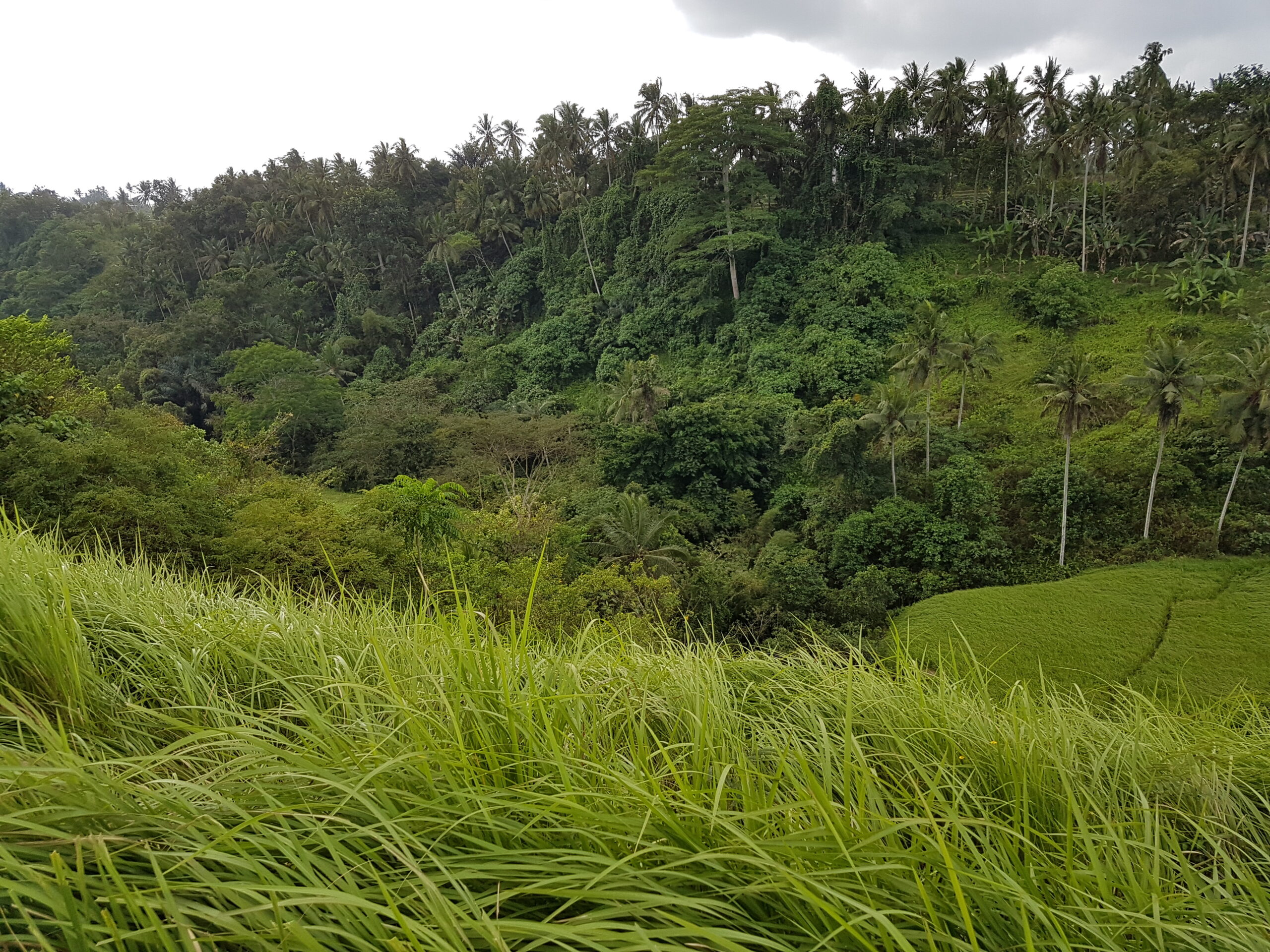 Campuhan Ridgewalk in Ubud