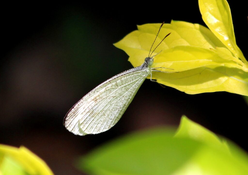 Bali_Island_Leptosia_Nina_Chlorographa