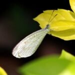 Parque de Mariposas de Bali - Taman Kupu-Kupu Bali