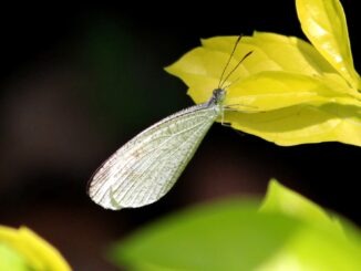 Bali_Island_Leptosia_Nina_Chlorographa