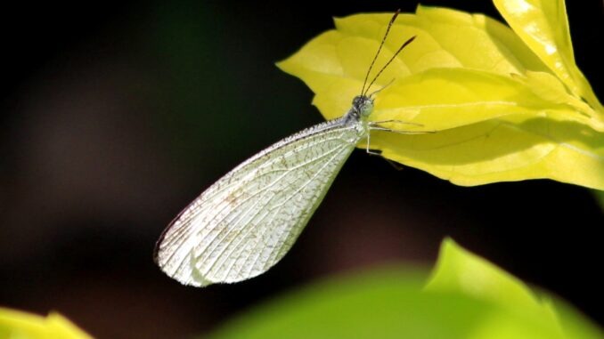 Bali_Island_Leptosia_Nina_Chlorographa Bali_Island_Leptosia_Nina_Chlorographa