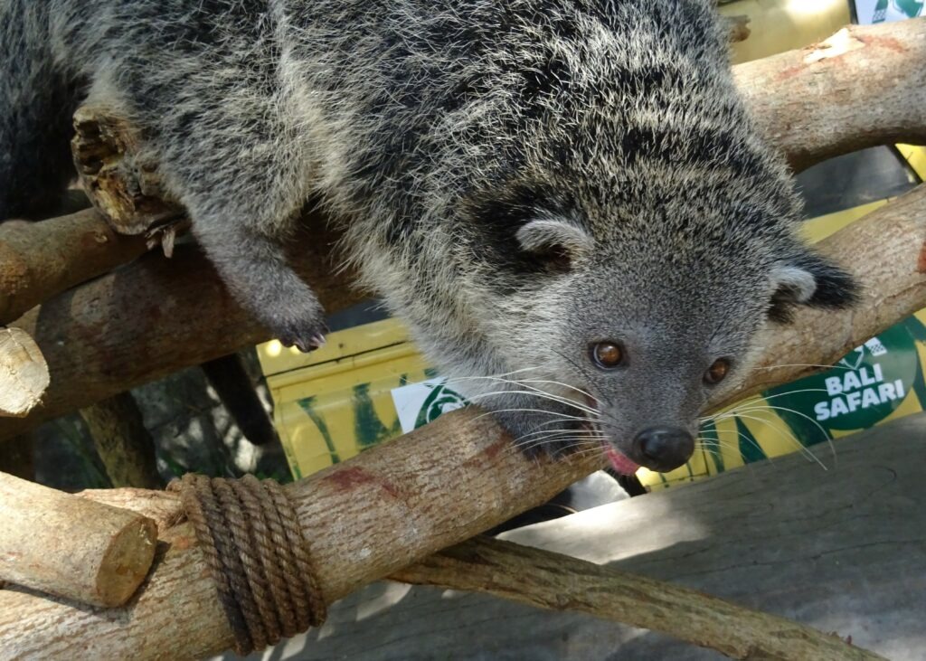 Binturong_en_Bali_Safari_y_Parque_Marino