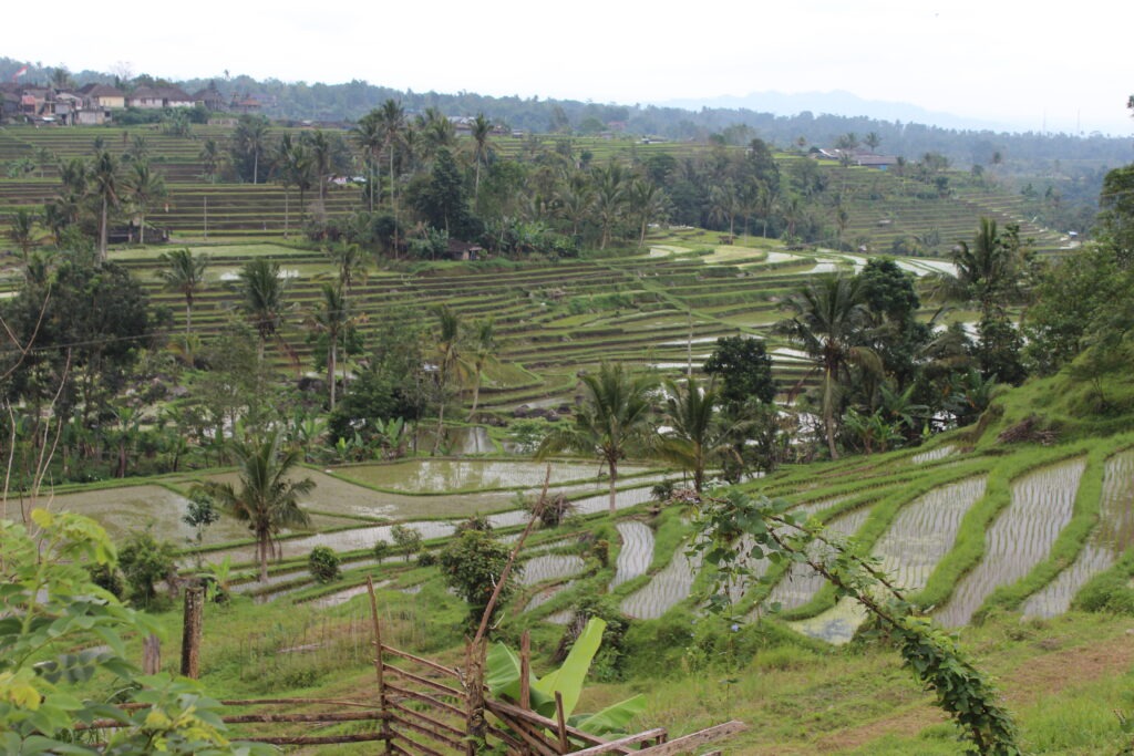 Rice terraces