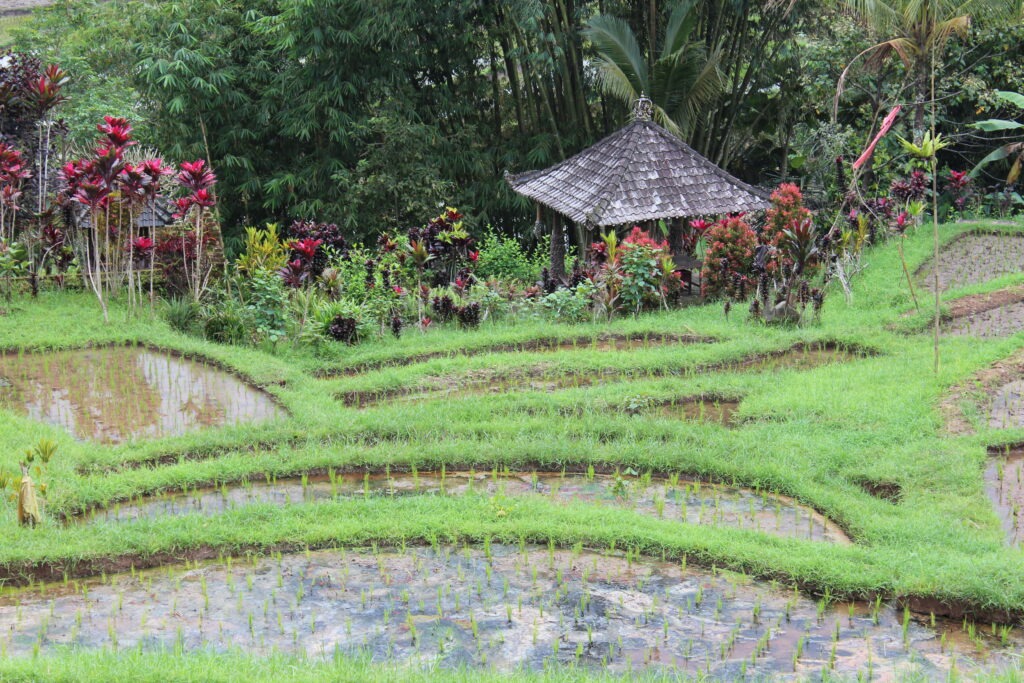 Reisterrasse in Bali