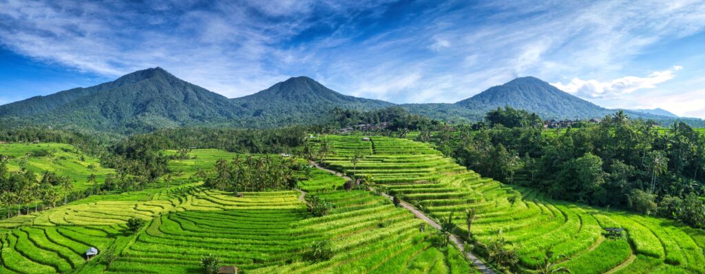 Jatiluwih rice terraces