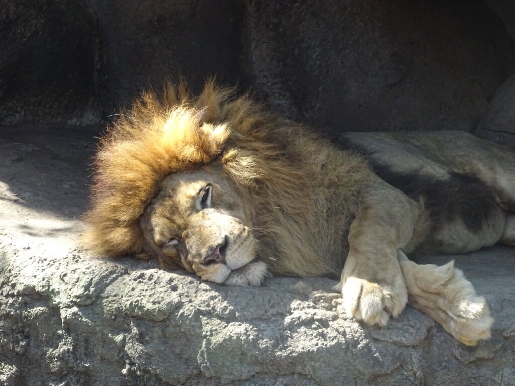 Lion_at_Bali_Safari_and_Marine_Park
