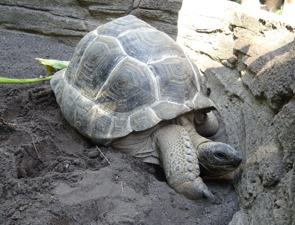 Tortoise_at_Bali_Safari_and_Marine_Park