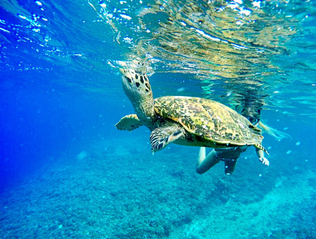 bali sea turtle society