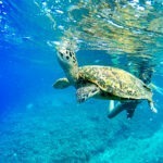 bali sea turtle society