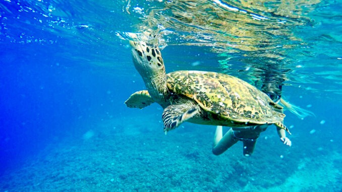 bali sea turtle society