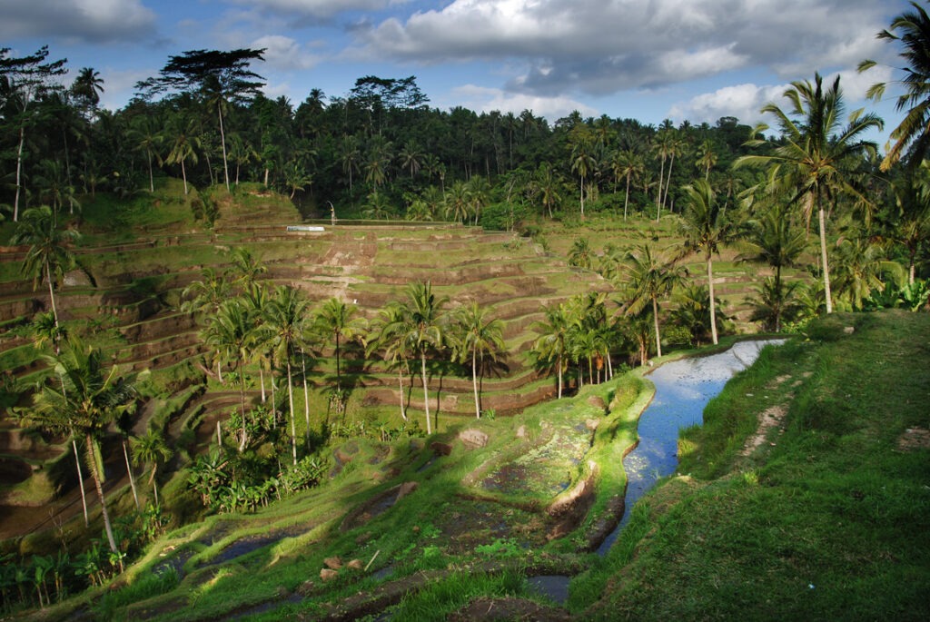 irrigation rice fields