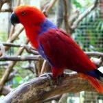 Parque ornitológico Taman Burung Bali