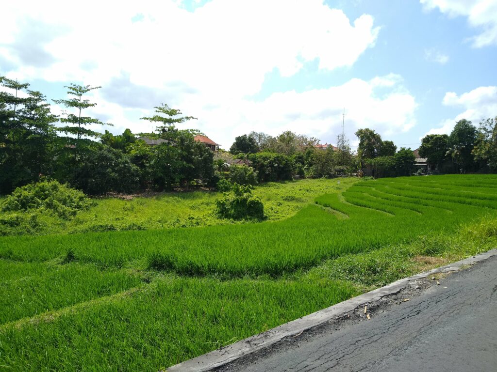 canggu rice field