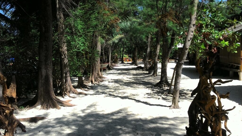 island menjangan trees