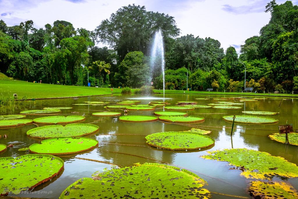 kebun raya bogor