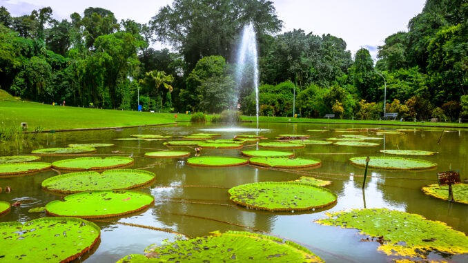 kebun raya bogor