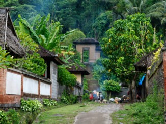 bali safari cage