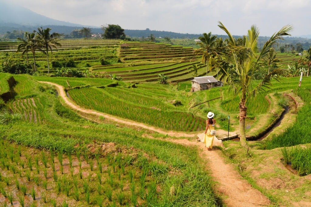 rice fields ubud