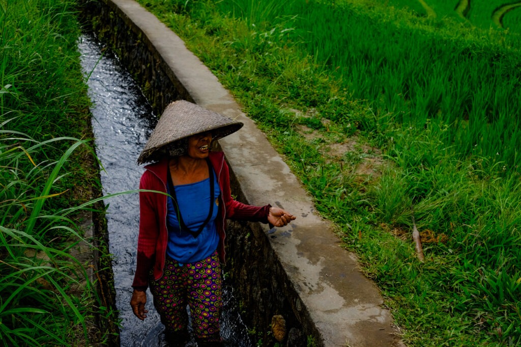 rice terraces bali