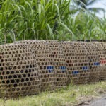Kampfhähne in Käfigen auf Bali