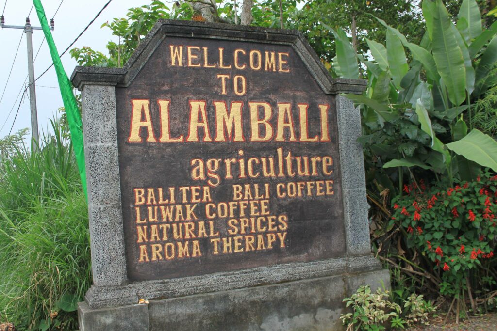 Kopi_Luwak_Bali