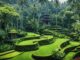 Gärten Bali