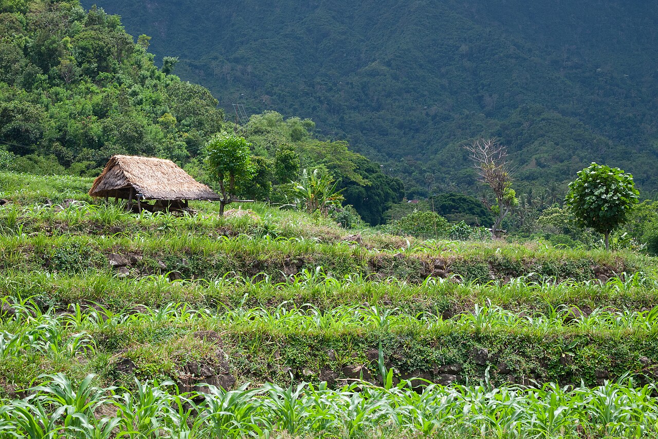 Terrassenfelder mit strohgedeckter HĂĽtte vor bewaldetem Hang in Ostbali