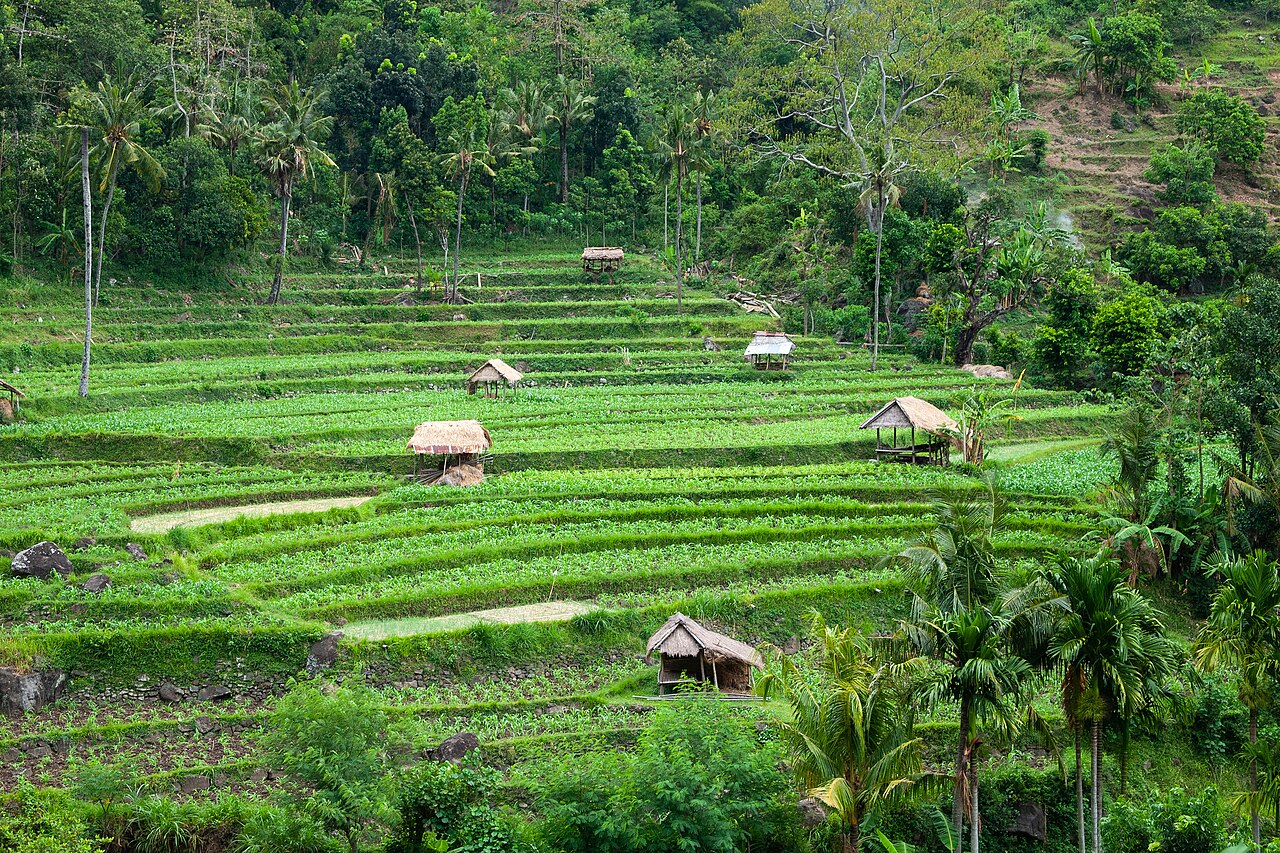 Grüne Reisterrassen mit mehreren Feldhütten, umgeben von Wald und Palmen in Ostbali