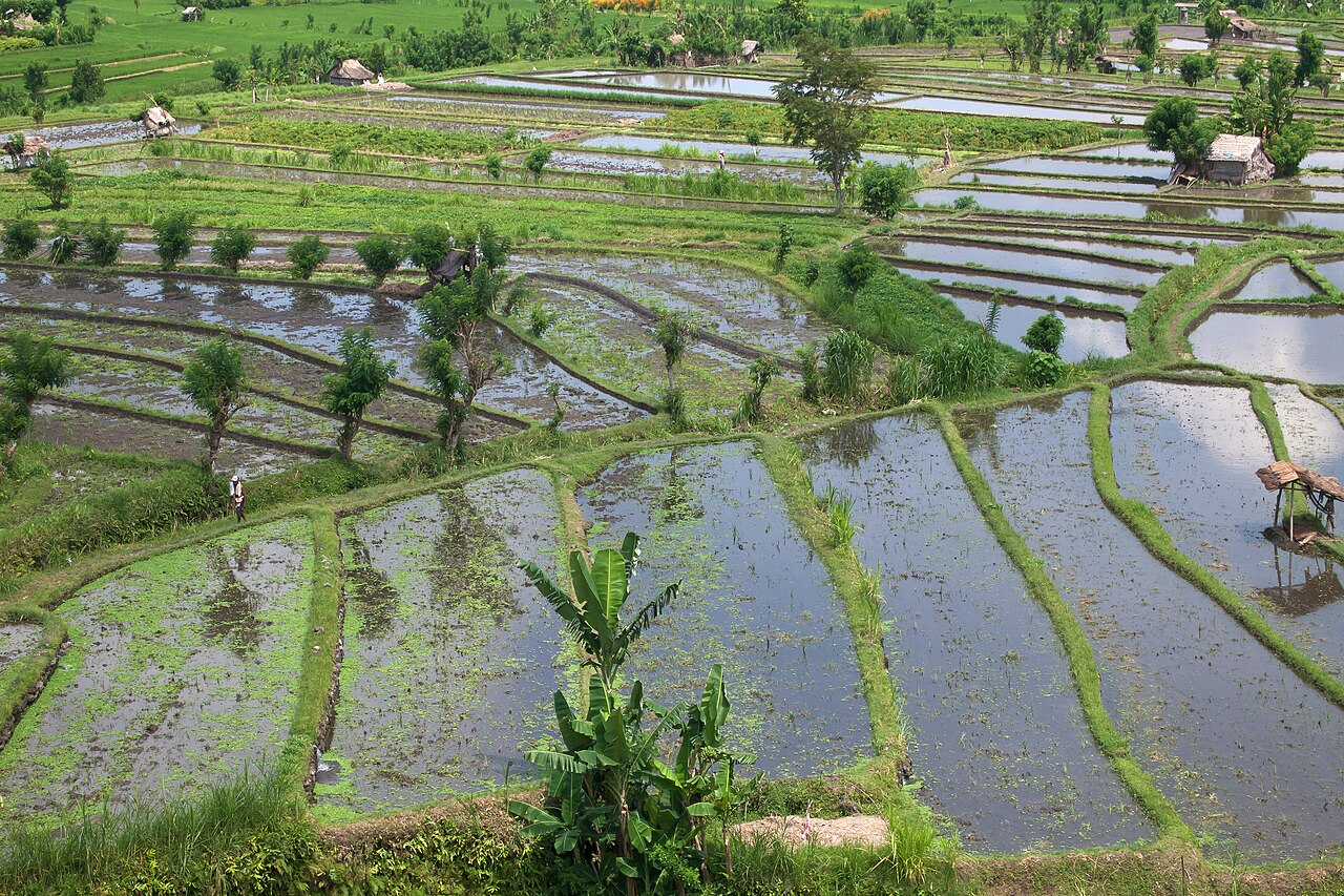 Geflutete Reisterrassen mit spiegelndem Wasser bei Tirta Gangga in Ostbali