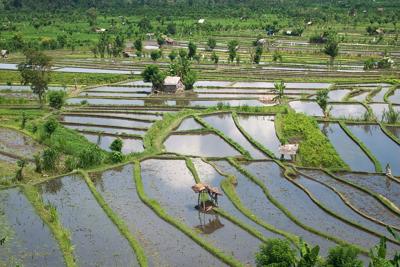 Geflutete Reisterrassen mit kleiner Hütte bei Tirta Gangga in Ostbali