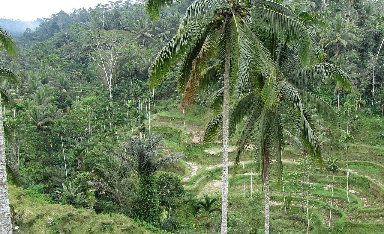 Grüne Reisterrassen mit Palmen im Tegallalang-Distrikt auf Bali