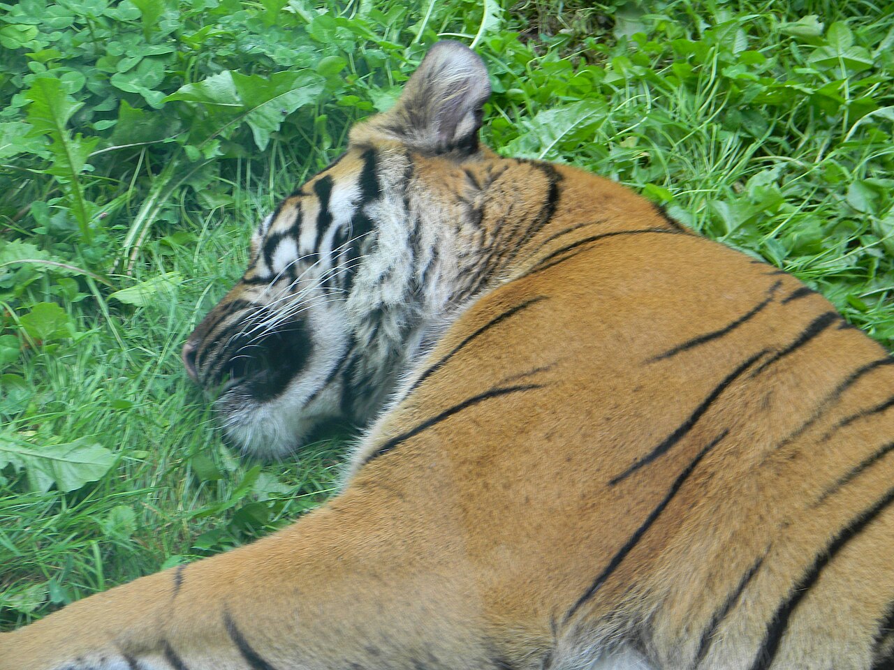 Sumatra-Tiger liegt mit abgewandtem Kopf im grünen Gras