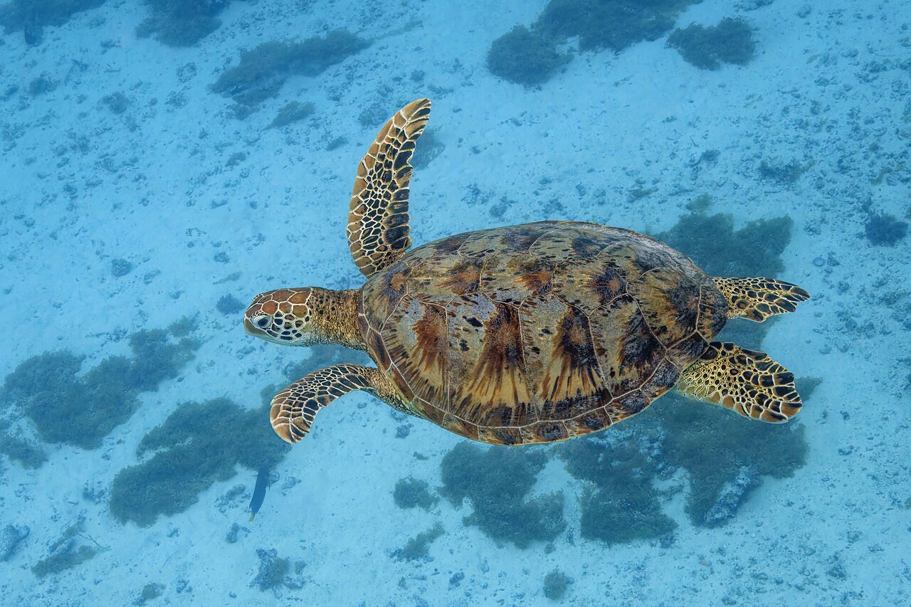 Grüne Meeresschildkröte mit braun gemustertem Panzer schwimmt über hellem Sandgrund mit Seegras