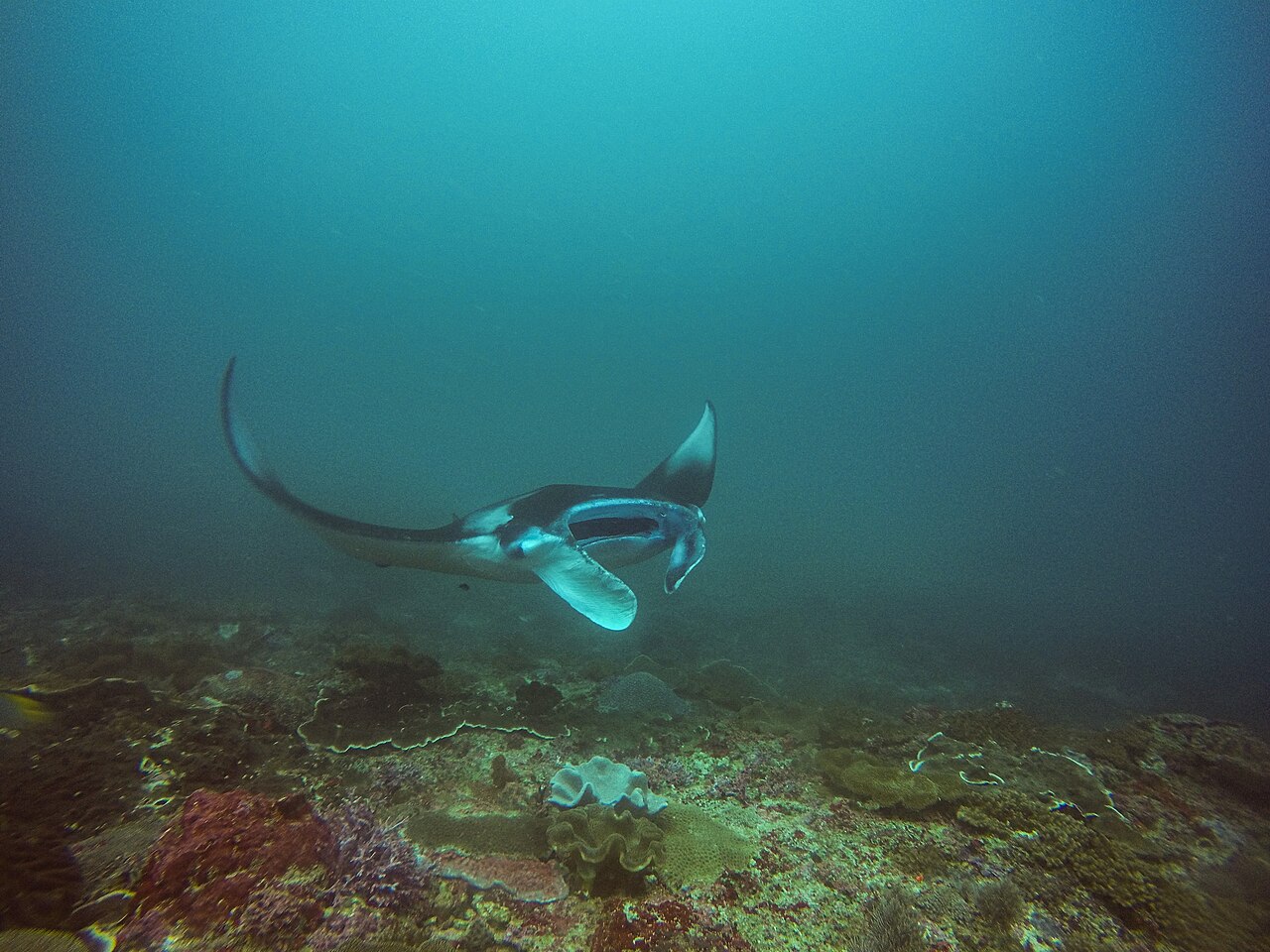 Mantarochen mit geöffnetem Maul schwimmt über einem Korallenriff in der Manta Bay vor Nusa Penida
