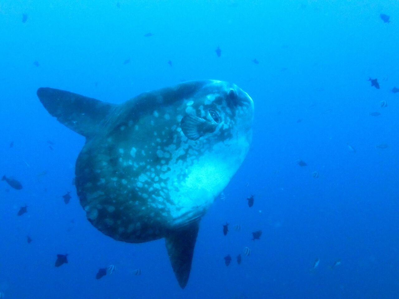 Großer Mondfisch mit hellen Flecken schwimmt im tiefblauen Wasser zwischen kleinen Fischen