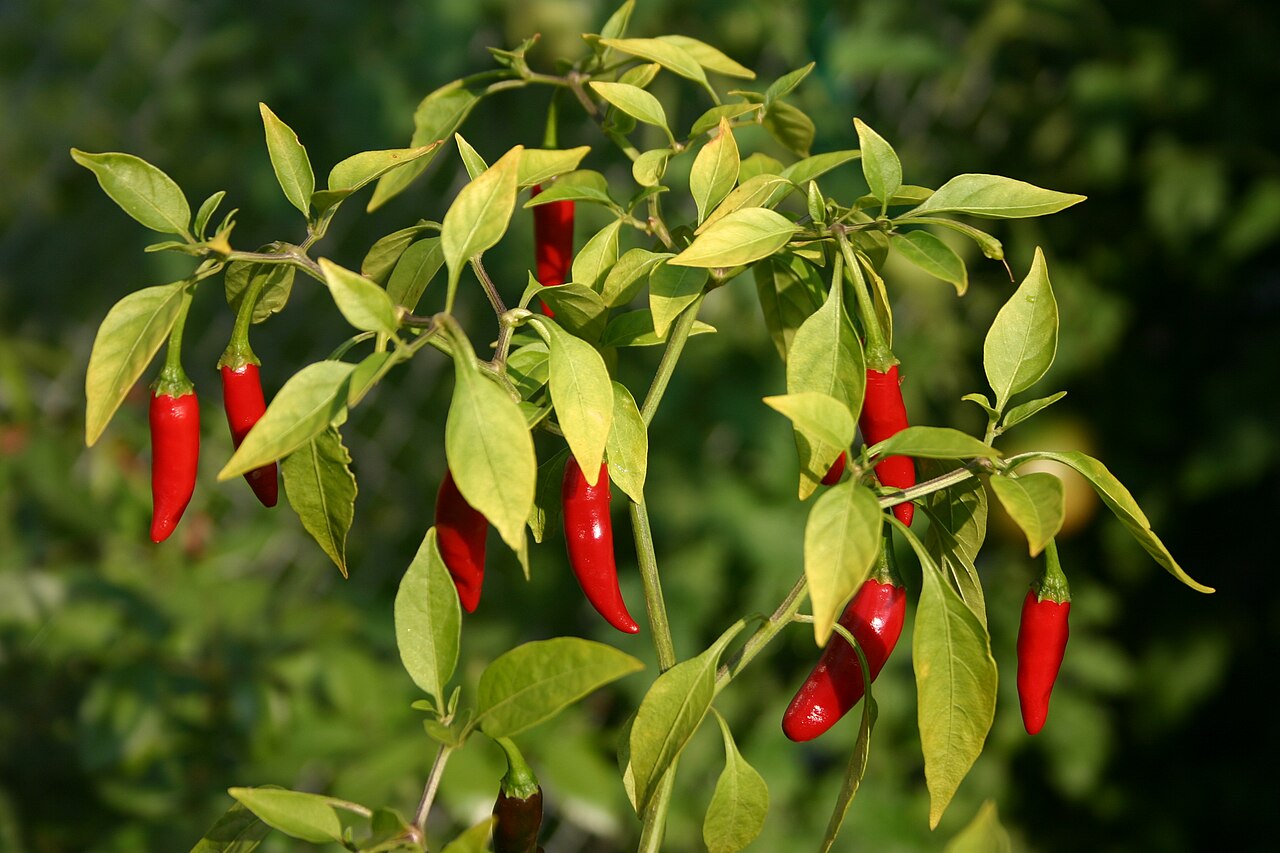 Chilipflanze mit mehreren schlanken roten Vogelaugenchilis zwischen grünen Blättern