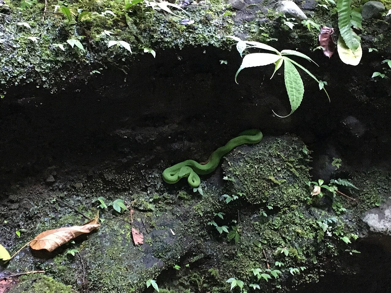 Grüne Schlange auf einem moosbewachsenen Felsen zwischen Blättern im Wald