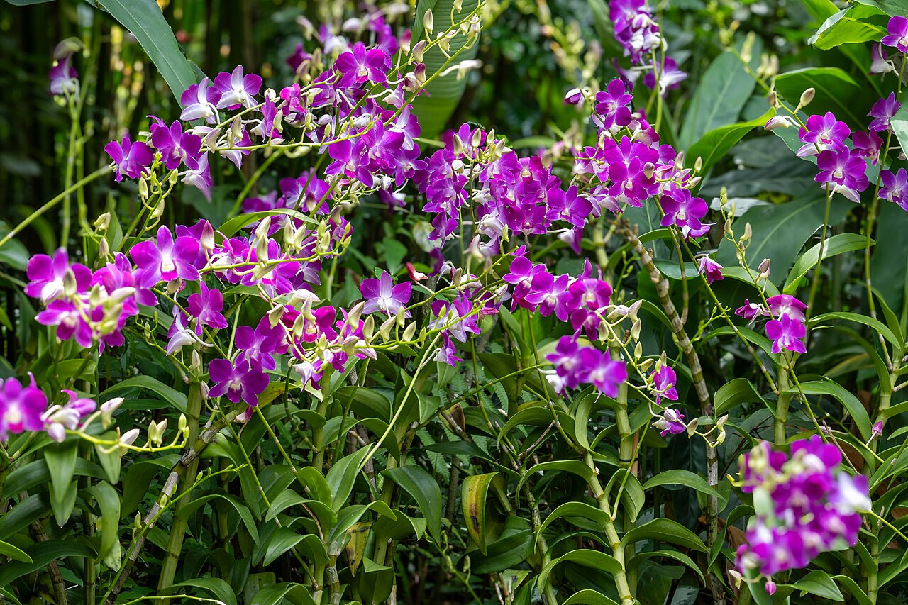 Dichte Rispen violetter Orchideenblüten zwischen grünen Blättern im National Orchid Garden